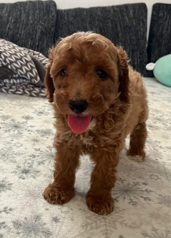 Barnaby Goldendoodle Barnaby Goldendoodle