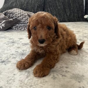 Barnaby Goldendoodle
