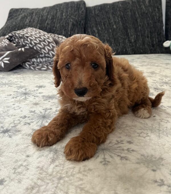Barnaby Goldendoodle Barnaby Goldendoodle