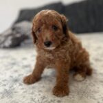 Barnaby-male-goldendoodle-puppy-for-sale- (6)
