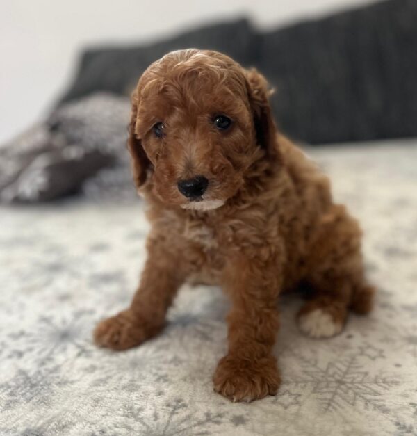 Barnaby Goldendoodle Barnaby Goldendoodle