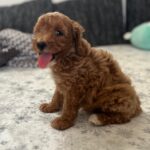 Barnaby-male-goldendoodle-puppy-for-sale- (7)