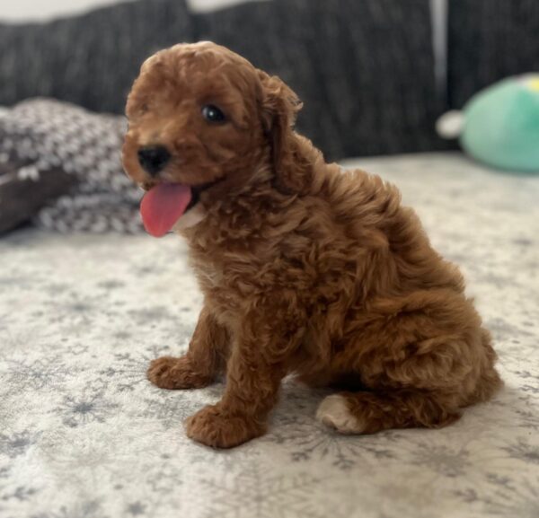 Barnaby Goldendoodle Barnaby Goldendoodle