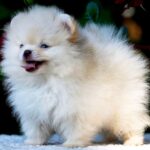Bekka-female-Pomeranian puppy-for-sale-1
