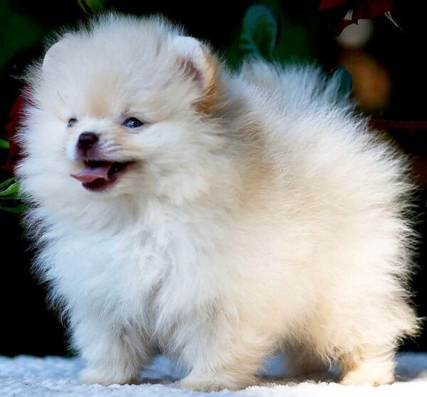 Bekka Pomeranian Bekka Pomeranian