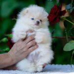 Bekka-female-Pomeranian puppy-for-sale-2