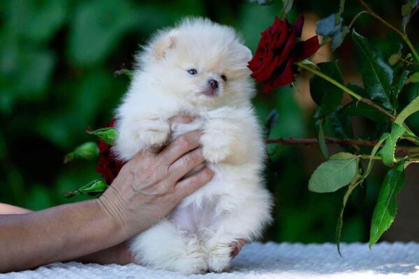 Bekka Pomeranian Bekka Pomeranian