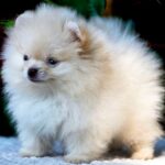 Bekka-female-Pomeranian puppy-for-sale-3