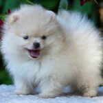 Bekka-female-Pomeranian puppy-for-sale-4