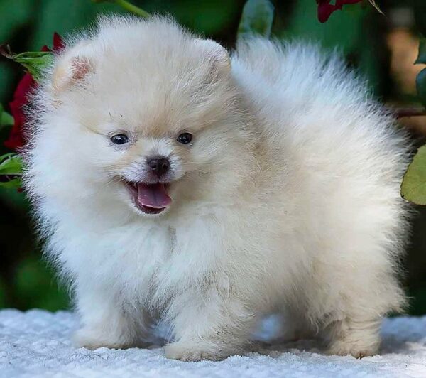 Bekka Pomeranian Bekka Pomeranian