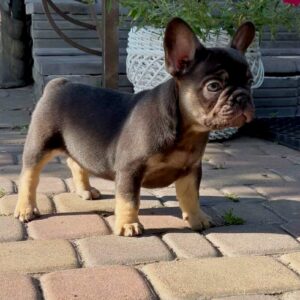 Booms French Bulldog