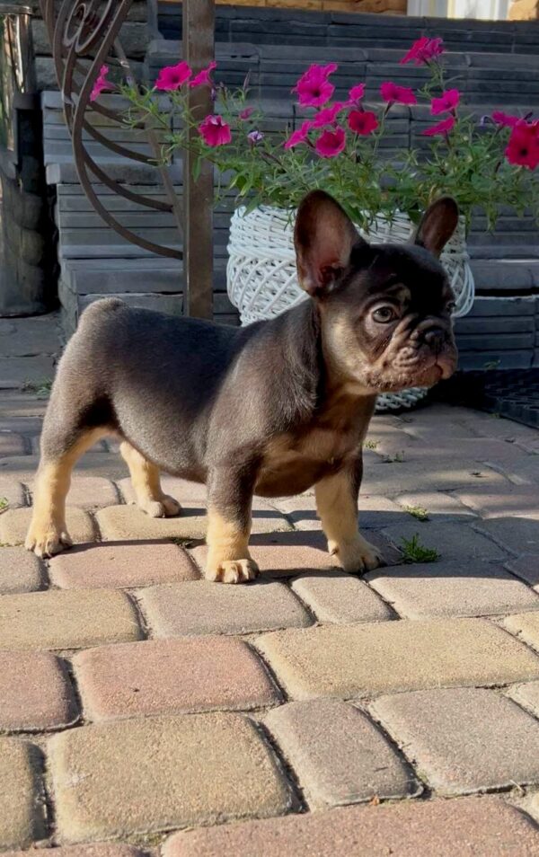 Booms French Bulldog Booms French Bulldog