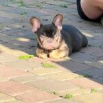 Booms-male-French-bulldog-puppy-for-sale-2
