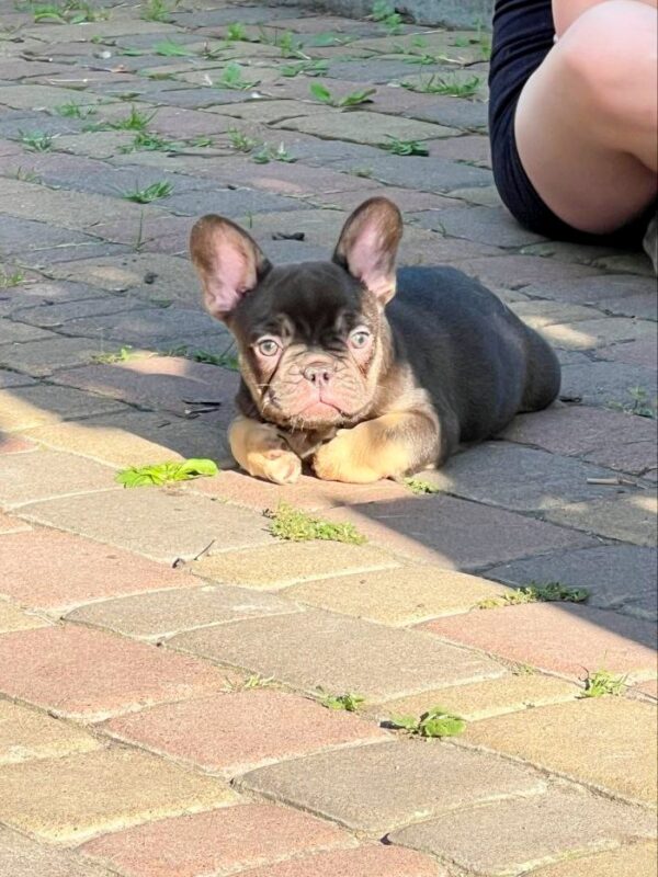 Booms French Bulldog Booms French Bulldog