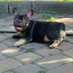 Booms-male-French-bulldog-puppy-for-sale-3