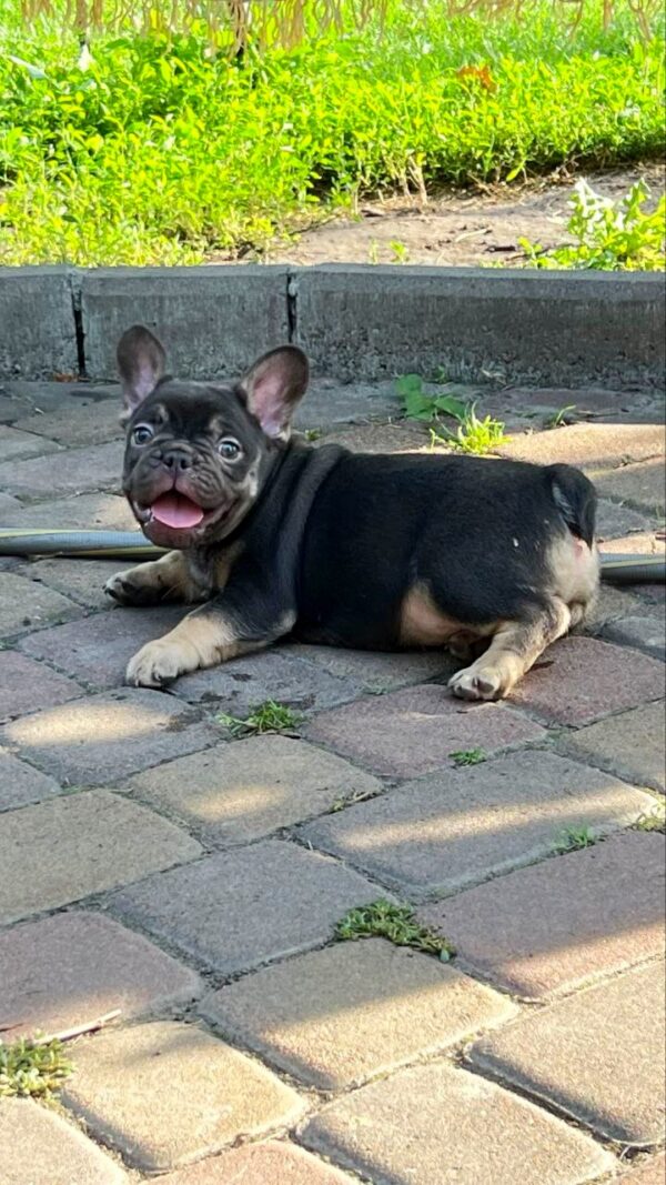 Booms French Bulldog Booms French Bulldog