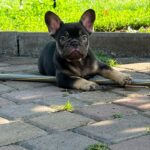 Booms-male-French-bulldog-puppy-for-sale-4