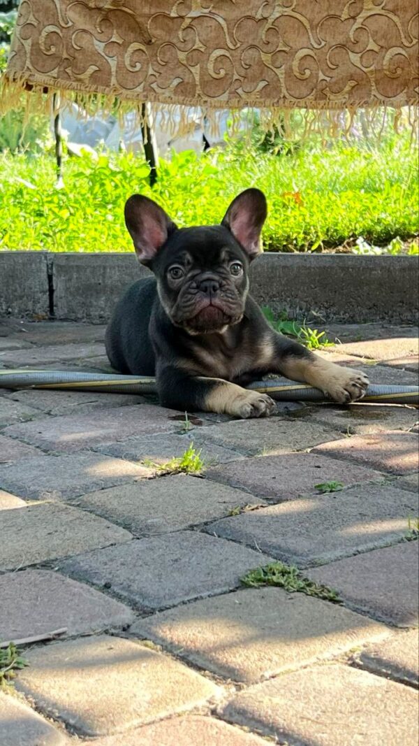 Booms French Bulldog Booms French Bulldog