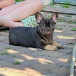 Wolf French Bulldog