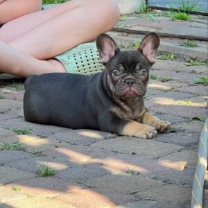 Booms French Bulldog
