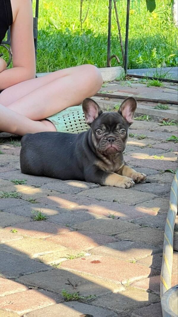 Booms French Bulldog Booms French Bulldog