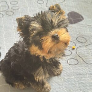 Bottega Yorkshire Terrier