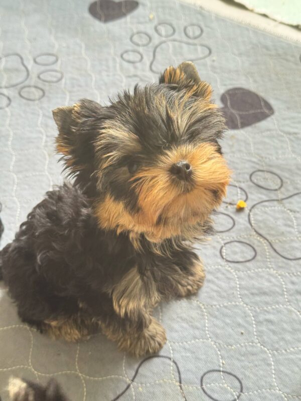 Bottega Yorkshire Terrier Bottega Yorkshire Terrier