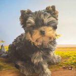Bottega-female-Yorkshire-Terrier-puppy-for-sale-1 (2)
