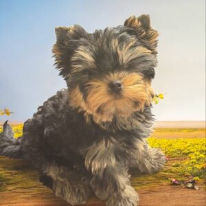 Bottega Yorkshire Terrier
