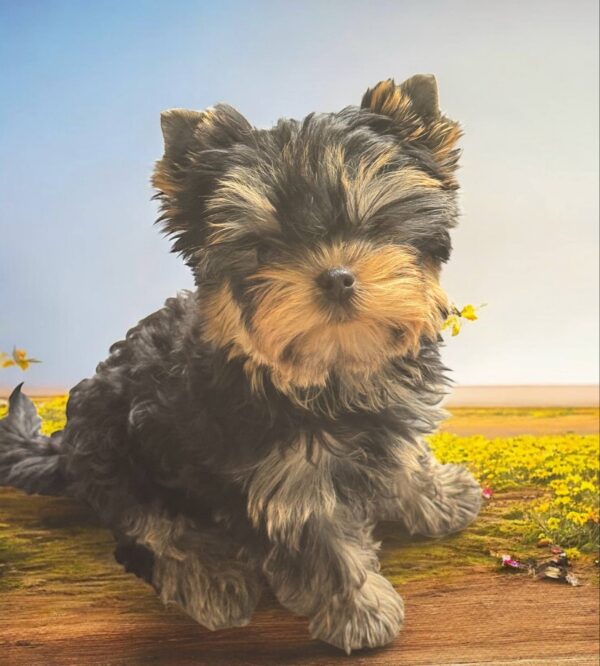 Bottega Yorkshire Terrier Bottega Yorkshire Terrier