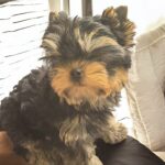Bottega-female-Yorkshire-Terrier-puppy-for-sale-1 (3)