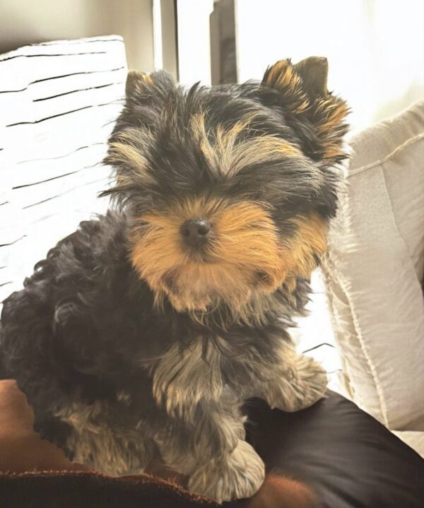 Bottega Yorkshire Terrier Bottega Yorkshire Terrier