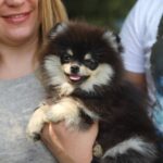 Bekka Pomeranian