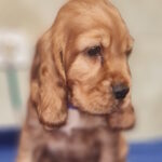 Caps-male-english-cocker-spaniel-puppy-for-sale-1 (1)