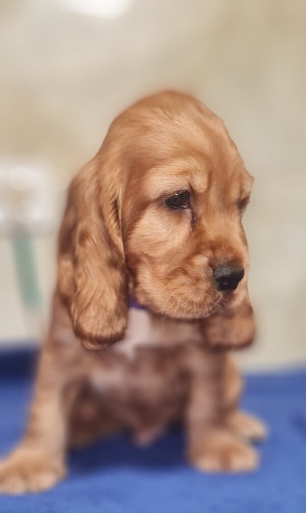 Caps English Cocker Spaniel Caps English Cocker Spaniel