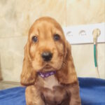 Caps-male-english-cocker-spaniel-puppy-for-sale-1 (2)