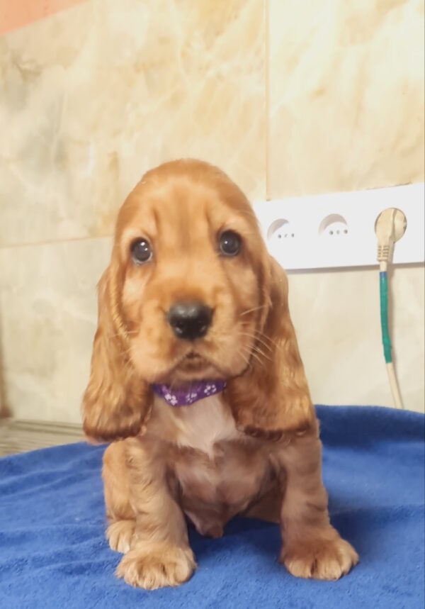 Caps English Cocker Spaniel Caps English Cocker Spaniel