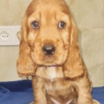 Caps-male-english-cocker-spaniel-puppy-for-sale-1 (3)