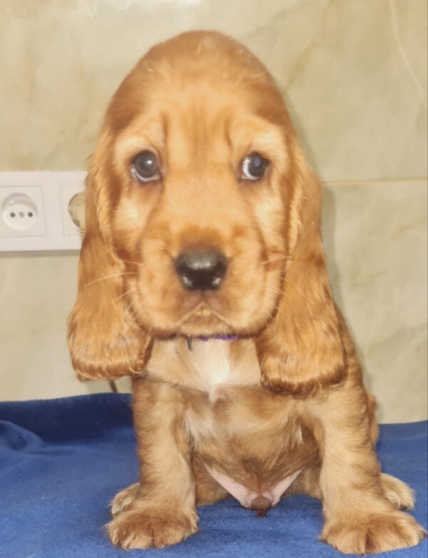 Caps English Cocker Spaniel Caps English Cocker Spaniel