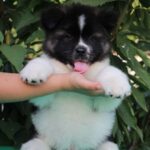 Chack-male-Akita-puppy-for-sale-1