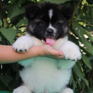 Chack American Akita