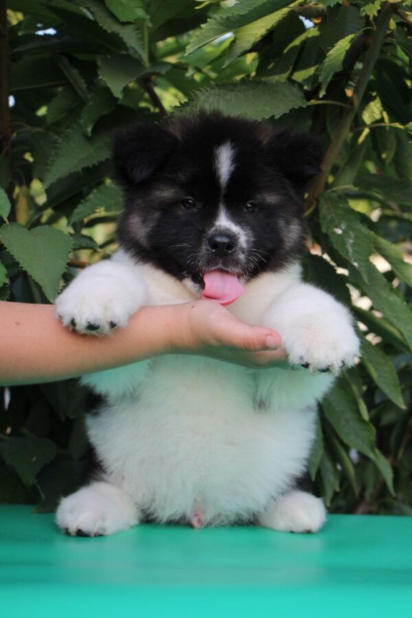 Chack American Akita Chack American Akita