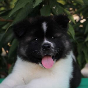 Chack American Akita