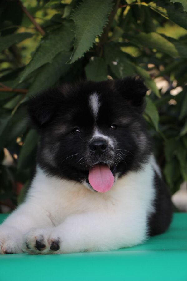 Chack American Akita Chack American Akita