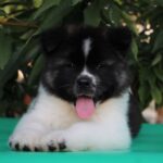 Chack-male-Akita-puppy-for-sale-3