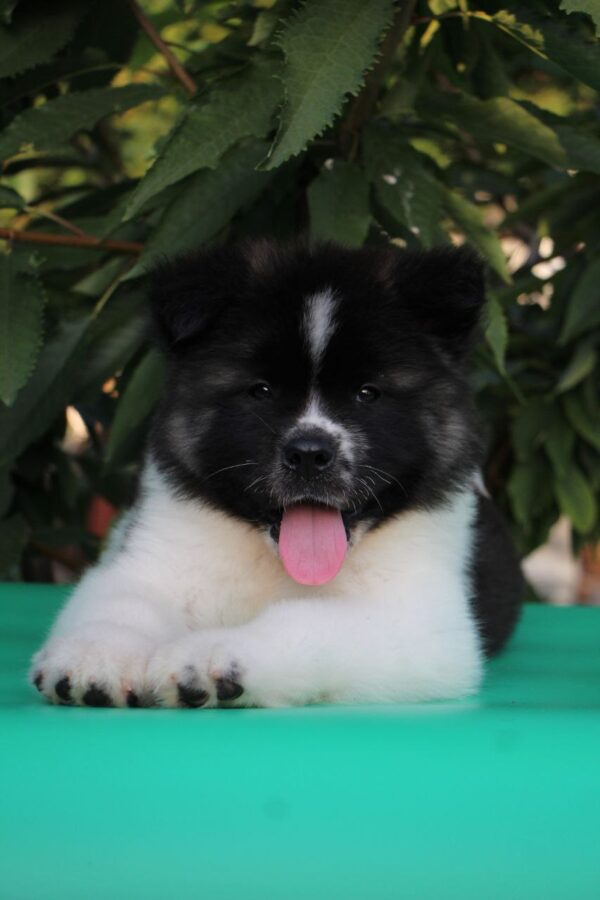 Chack American Akita Chack American Akita