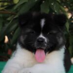 Chack-male-Akita-puppy-for-sale-4