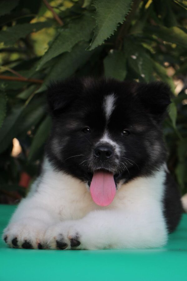 Chack American Akita Chack American Akita