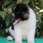 Chack-male-Akita-puppy-for-sale-5
