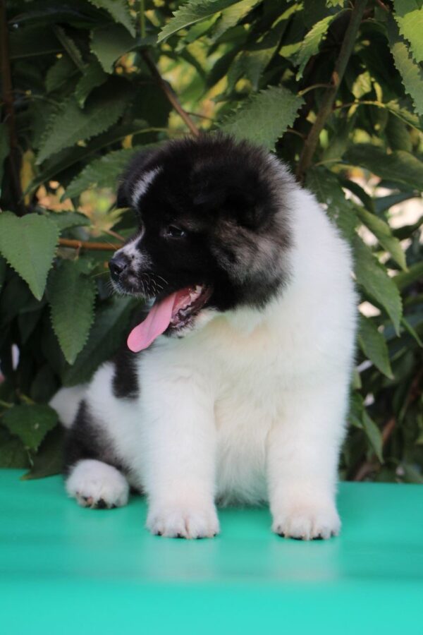 Chack American Akita Chack American Akita